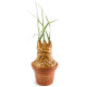 Pot de fleurs Harry Potter Poudlard Mandrake