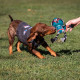 CUERDA DENTAL PARA PERRO BOBA FETT