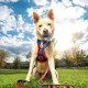 ARNÉS PREMIUM PARA PERROS M/L DC PETS