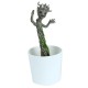 Figura Groot Crescere e Bagliore