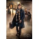 Poster Dieren Groot Assortiment Newt