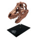 Réplica T-Rex Skull 10 cm Jurassic Park