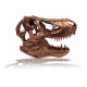 Réplica T-Rex Skull 10 cm Jurassic Park