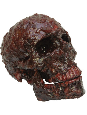 Artículo Decorativo Calavera Cubierta De Costras De Sangre 13 Cm