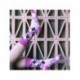 CALCETINES BARBIE