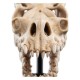 El Señor de los Anillos Estatua Skull of a Fell Beast 21 cm