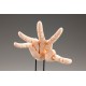 Takahiro Kagami Artist Support Item Hand PVC 1/1 Model/L Pale Orange 21 cm