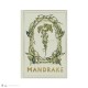 Libreta tapa blanda - Mandrágora