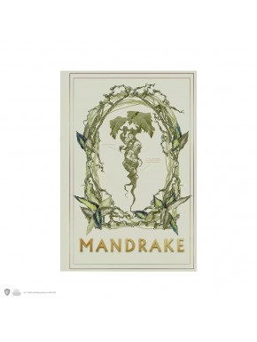 Libreta tapa blanda - Mandrágora