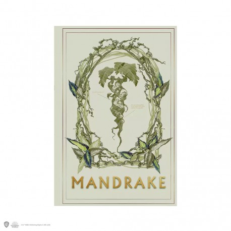 Libreta tapa blanda - Mandrágora