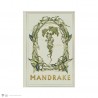Libreta tapa blanda - Mandrágora