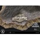 Statue Blue Jurassic World bouche ouverte 1/10