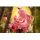 Estatua PVC 1/7 White Rabbit Rosuuri