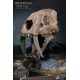 Série Wonders of the Wild Statue Crâne de Smilodon