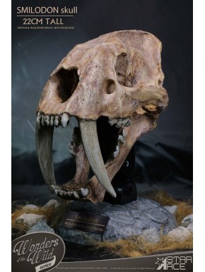 Série Wonders of the Wild Statue Crâne de Smilodon