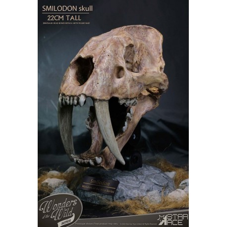 Série Wonders of the Wild Statue Crâne de Smilodon