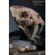 Série Wonders of the Wild Statue Crâne de Smilodon