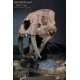 Série Wonders of the Wild Statue Crâne de Smilodon