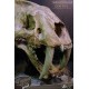 Série Wonders of the Wild Statue Crâne de Smilodon