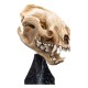 Estatua cráneo de Warg de El Señor de los Anillos por WETA