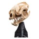Estatua cráneo de Warg de El Señor de los Anillos por WETA