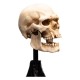 Estatua calavera de orco de Mordor de 14 cm