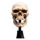Estatua calavera de orco de Mordor de 14 cm