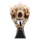 Estatua cráneo de Warg de El Señor de los Anillos por WETA