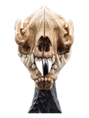 Estatua cráneo de Warg de El Señor de los Anillos por WETA
