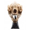 O Senhor dos Anéis Estátua Crânio de um Warg 20 cm da WETA