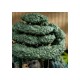 Estatua de Mi vecino Totoro bajo árbol con detalles mágicos