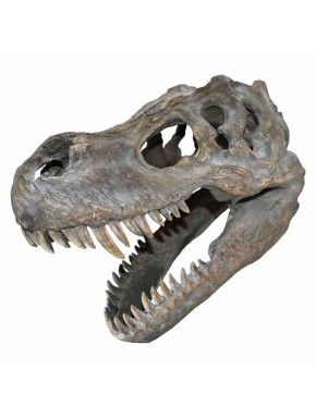 Decoración pared cráneo Tiranosaurio Rex 39,5 cm