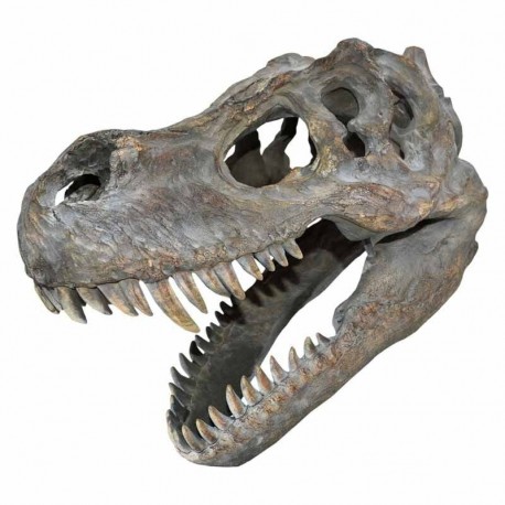 Decoración pared cráneo Tiranosaurio Rex 39,5 cm