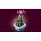 Set LEGO Botanicals Cactus en Fleur sur base bleue