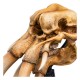 Statue Crâne de Mumak 15 cm par WETA
