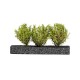 Buissons vert clair de 4-5cm en blister transparent