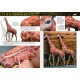 Capa do livro Painting Animal Figures em inglês