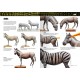 Capa do livro Painting Animal Figures em inglês