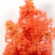 Buissons de fantaisie rouge-orange dans blister transparent