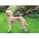 Sangle pour chien Star Wars Sabre laser avec lumière