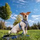 Arnés premium para perros con diseño Stitch