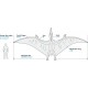 Maquette Pteranodon 1/35 par Tamiya