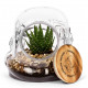 Biscuit & Terrarium Star Wars