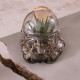 Biscuit & Terrarium Star Wars