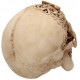 Réplica Calavera Floral
