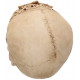 Replica Cranio Floreale