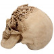 Réplica Calavera Floral
