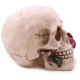 Figura Calavera Rosa