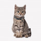 Collar para Perros Batman For Fan Pets