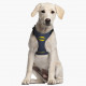 Harnais pour chien Batman For Fan Pets